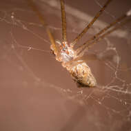 Image of Cellar spider