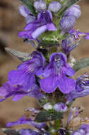 Image of Ajuga australis R. Br.