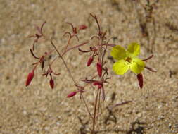 Imagem de Camissonia campestris (Greene) Raven