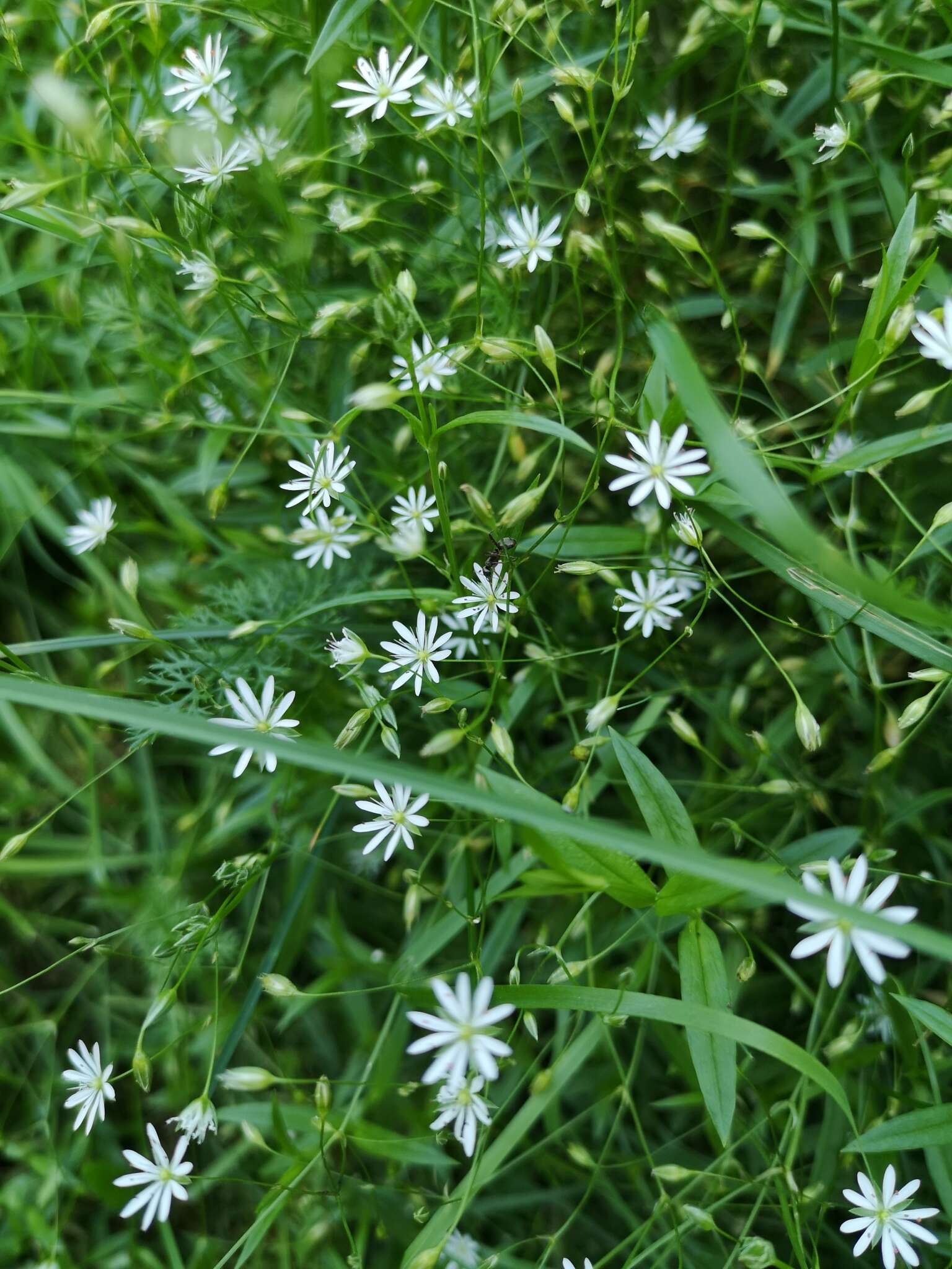 Image of longleaf starwort