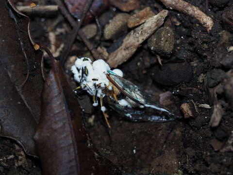 Beauveria pseudobassiana S. A. Rehner & Humber 2011 resmi