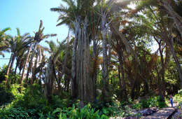Image of Giant Palm