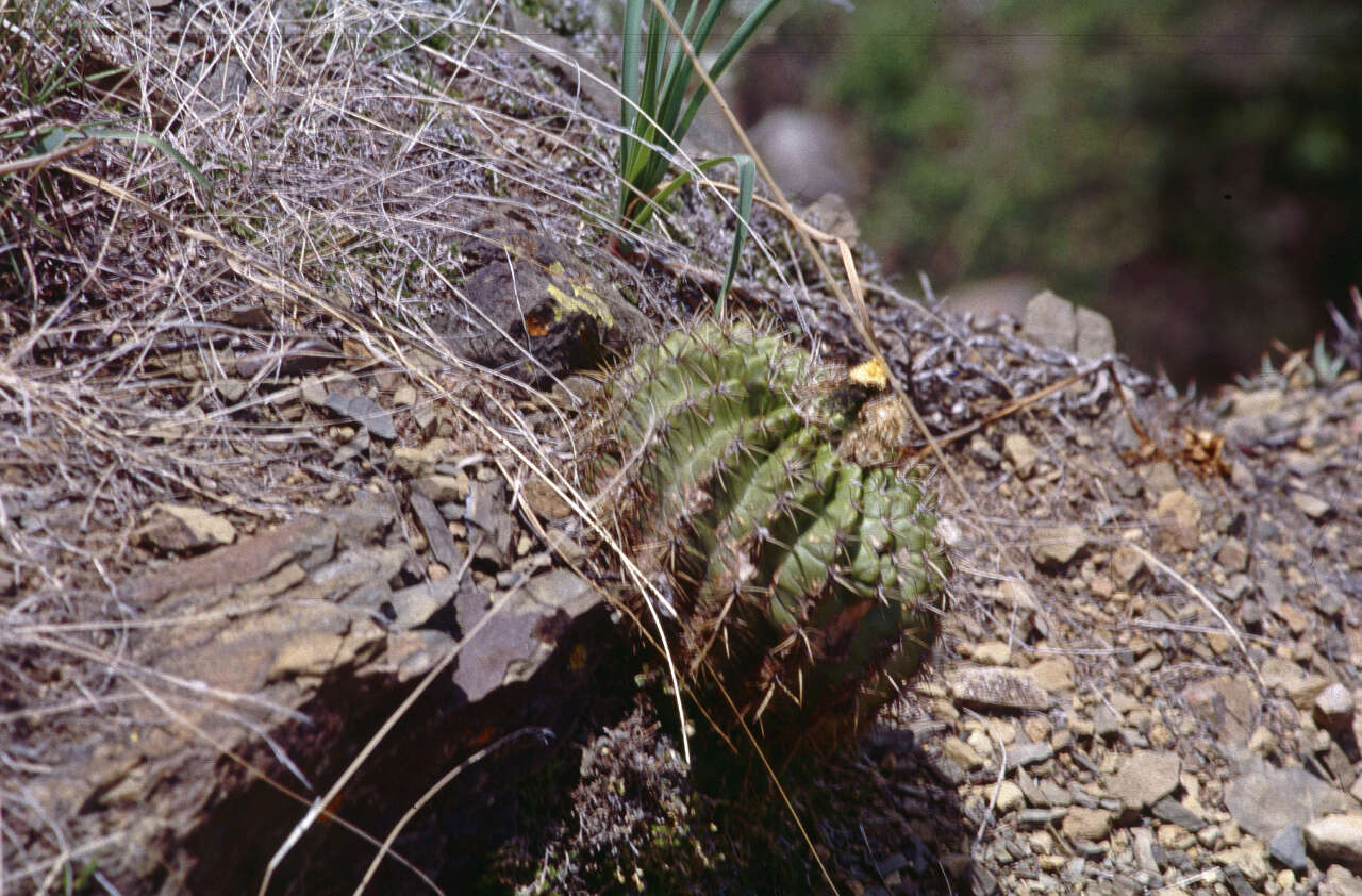 Echinopsis mamillosa Gürke resmi