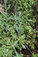 Слика од Senecio glomeratus subsp. glomeratus