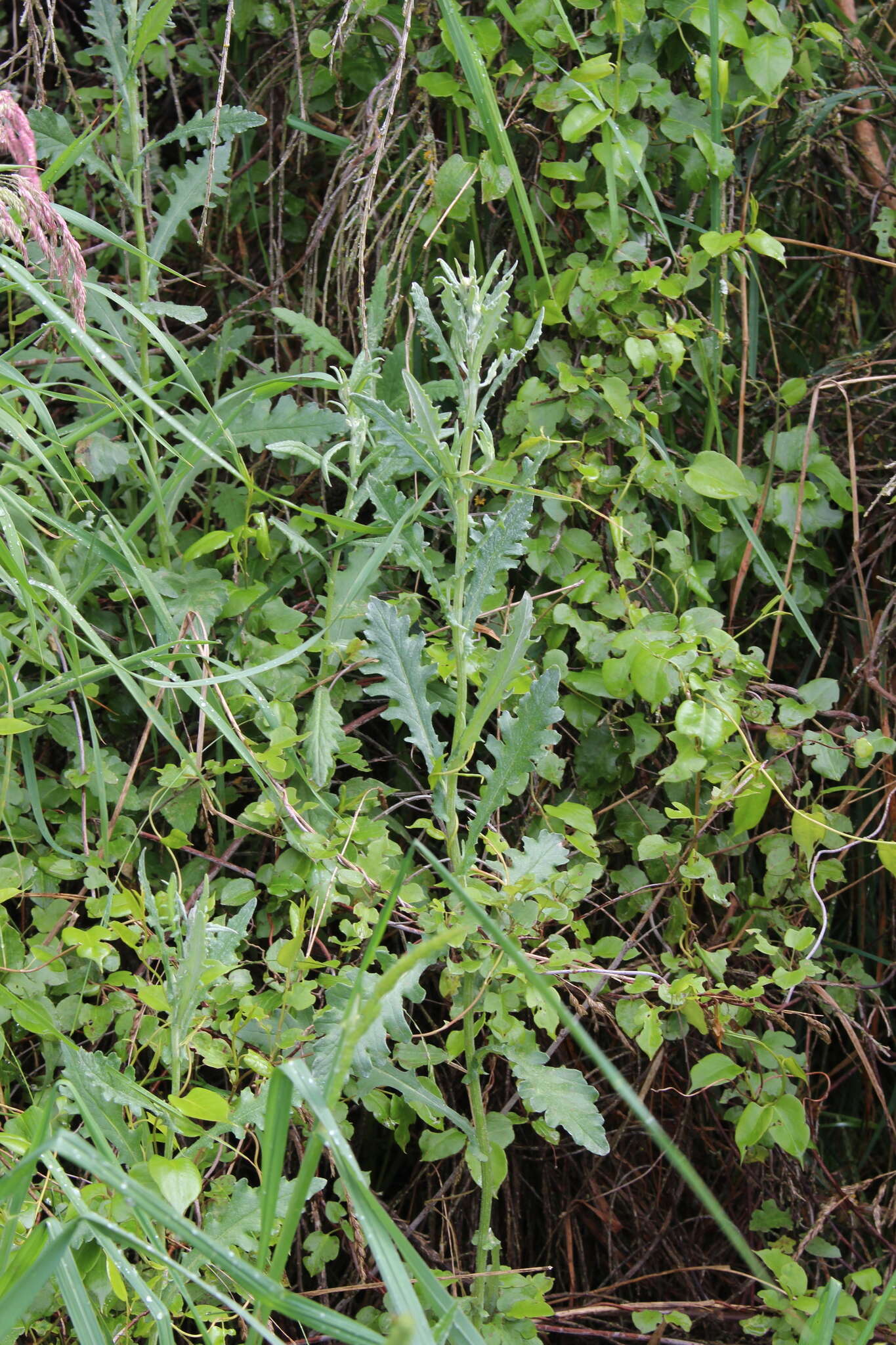 Sivun Senecio glomeratus subsp. glomeratus kuva
