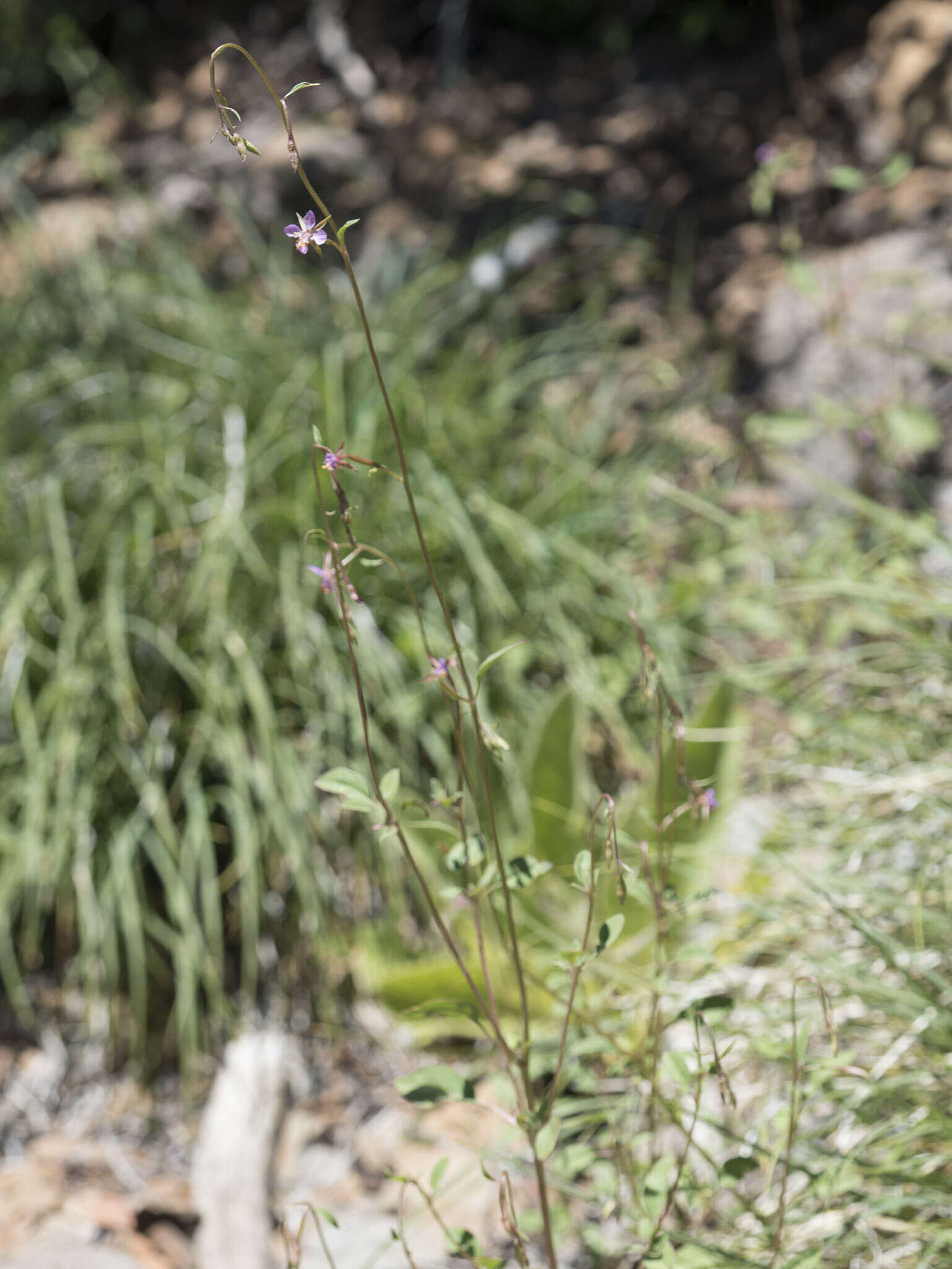 Plancia ëd Clarkia stellata Mosquin