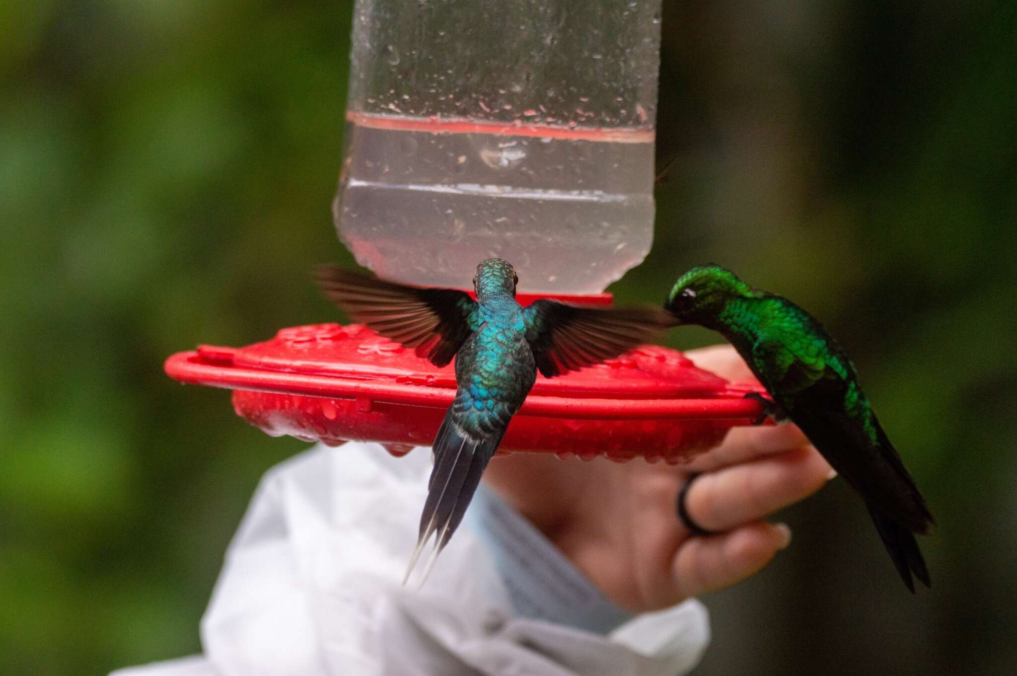 Image of Green Hermit