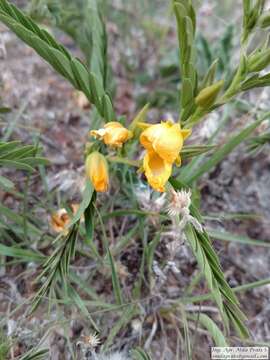 Image de Chamaecrista repens (Vogel) H. S. Irwin & Barneby