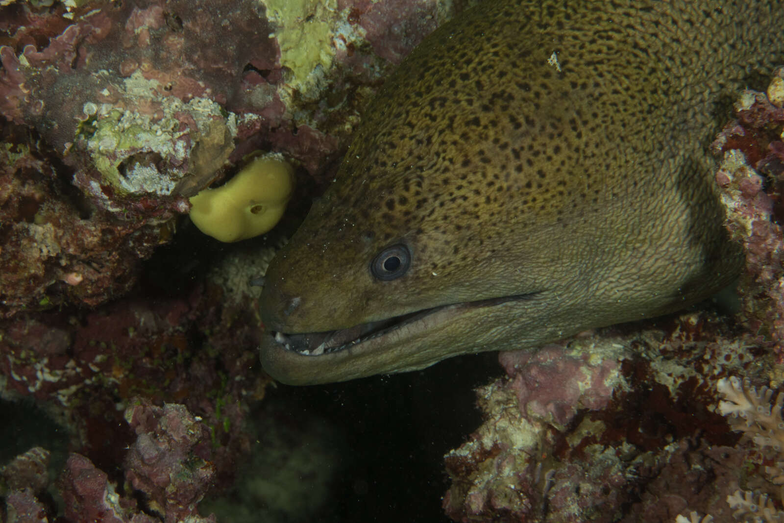 Image of Giant moray