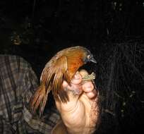 Image of Grey-headed Babbler