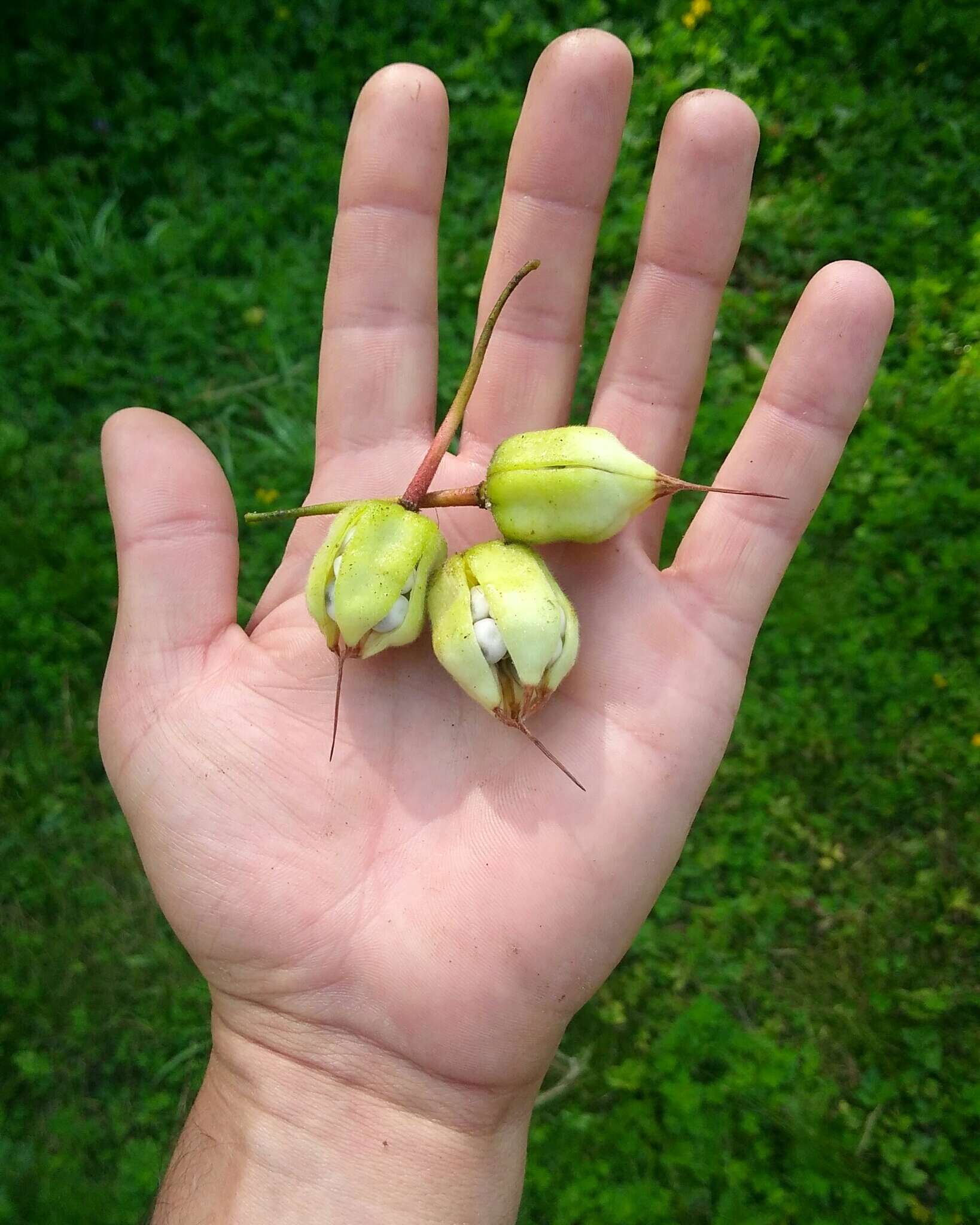 Image of Chilean Lantern Tree