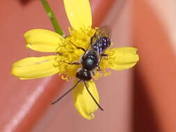 Image of Lasioglossum collopiense (Pérez 1903)