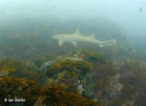 Image of Brownbanded Bamboo Shark