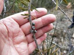 Image of scarlet bottlebrush