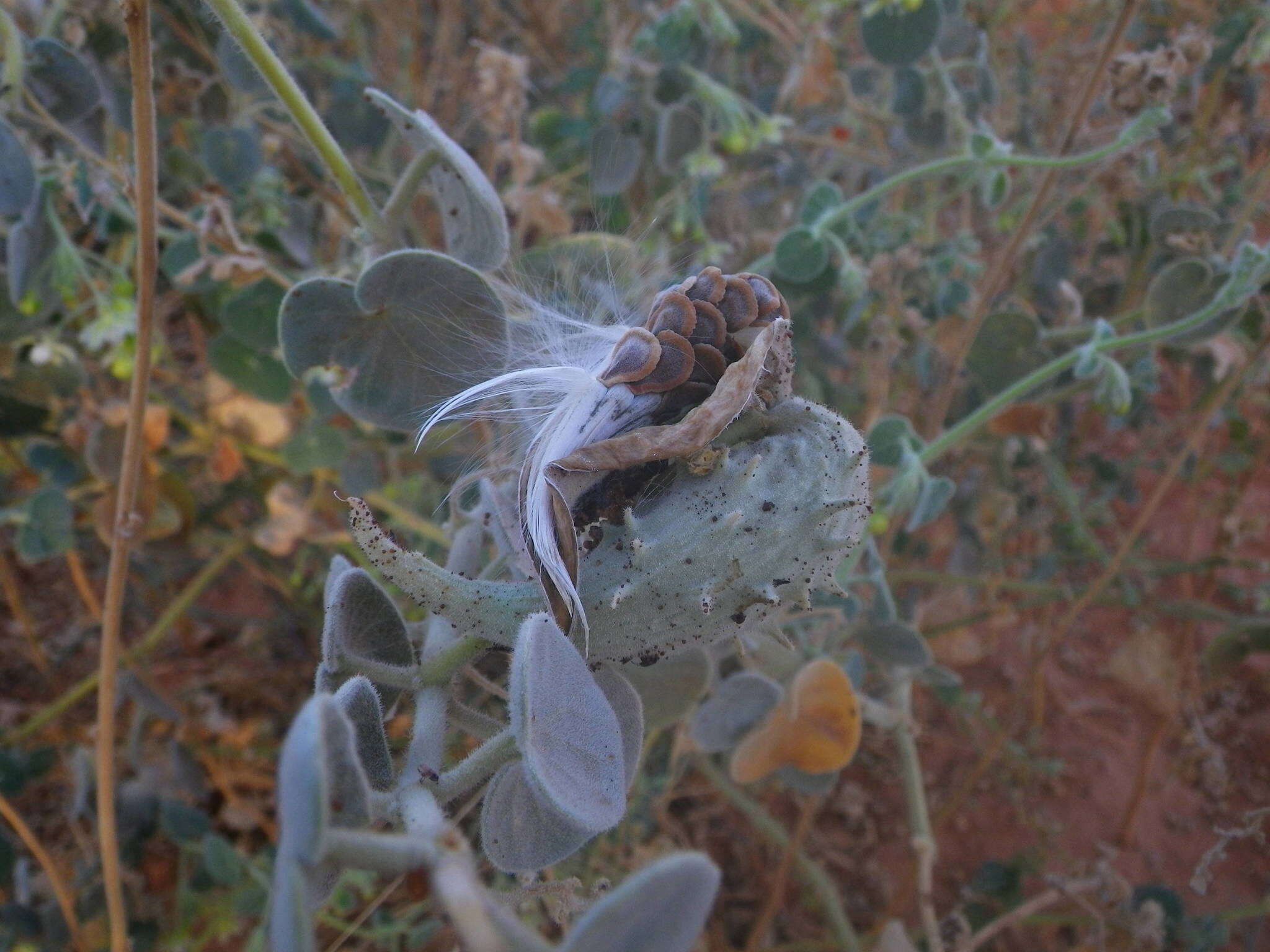 صورة Pergularia tomentosa L.