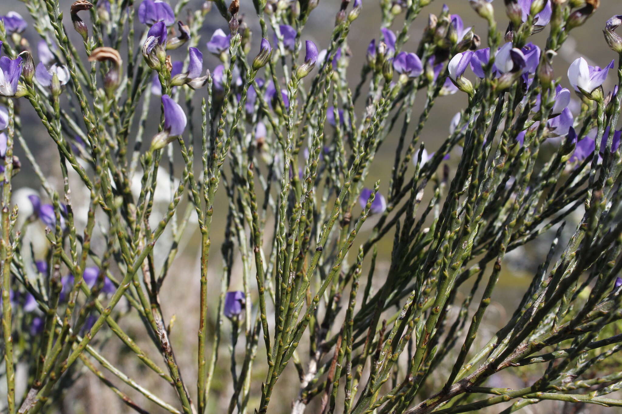 Plancia ëd <i>Psoralea congesta</i>