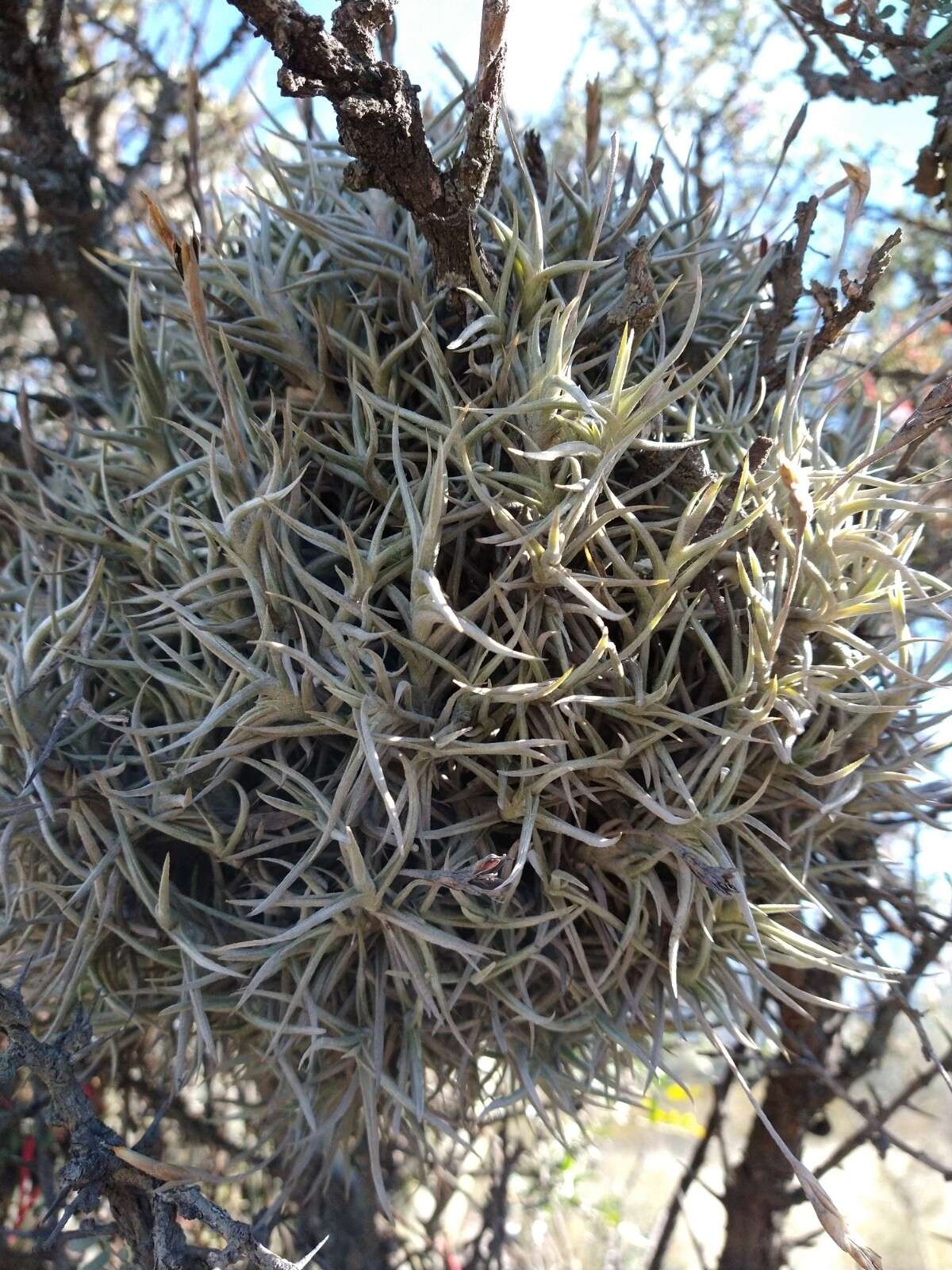 Tillandsia retorta Griseb. ex Baker resmi