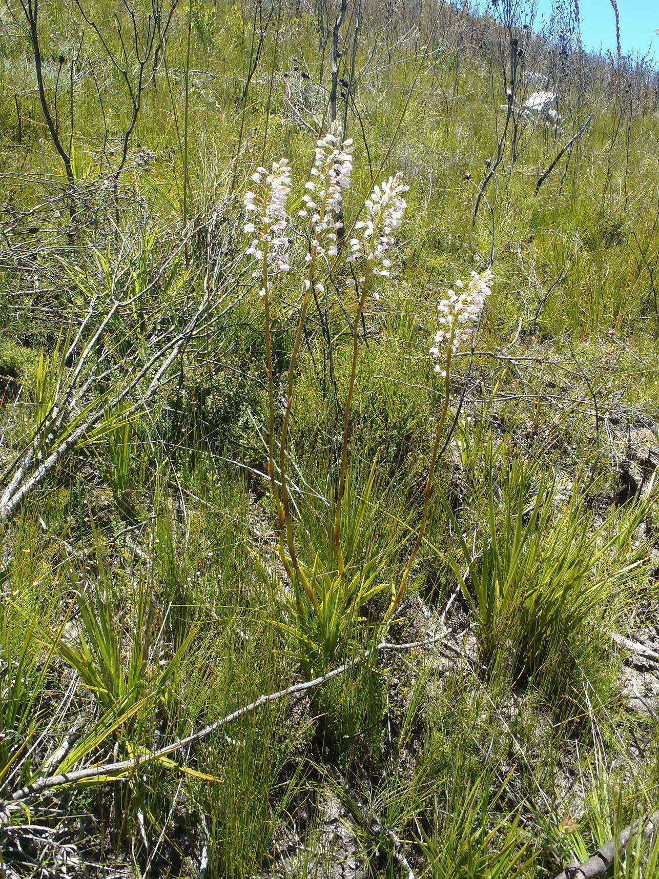 Image of Acrolophia lunata (Schltr.) Schltr. & Bolus