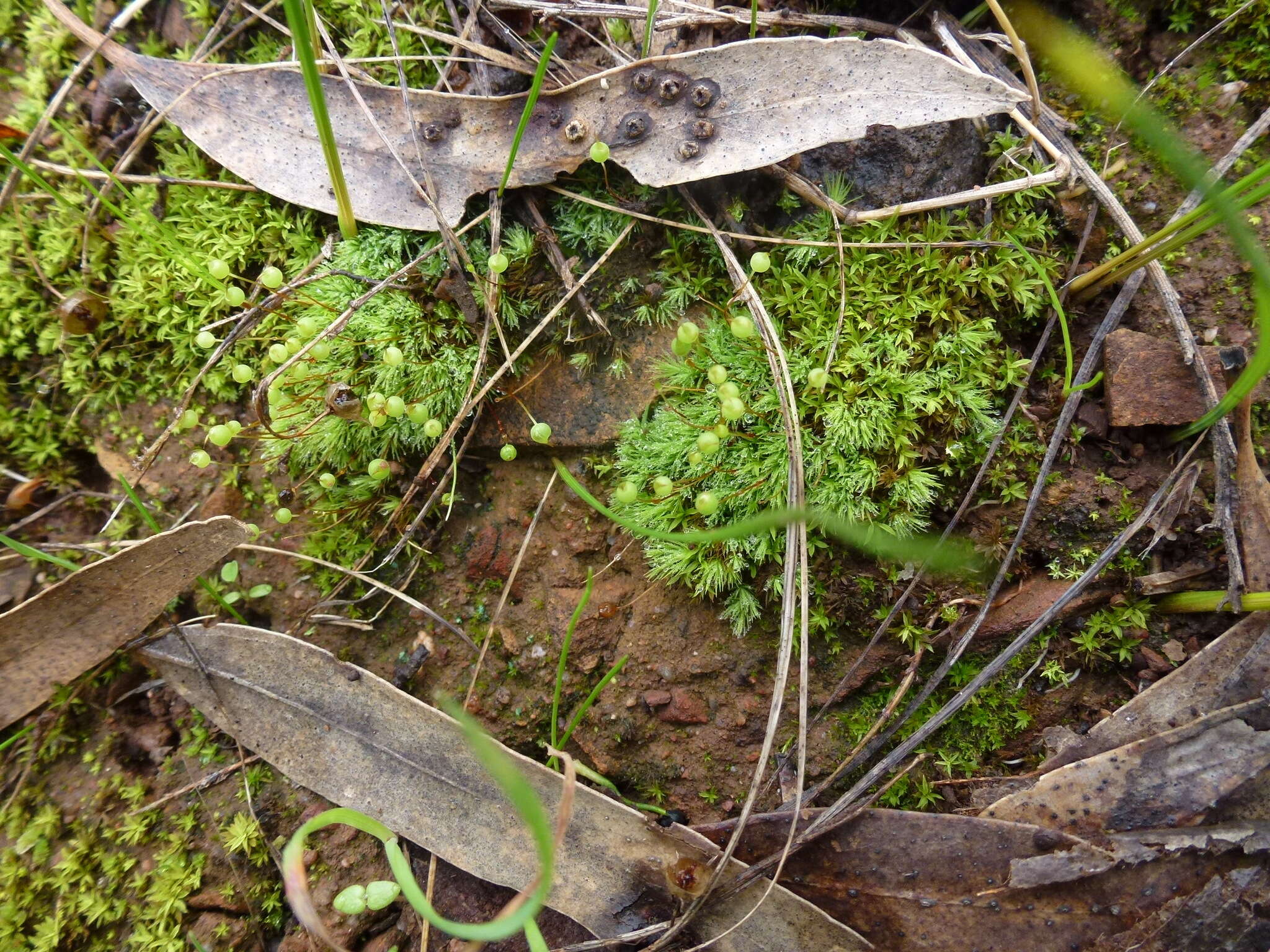 Image of Bartramia nothostricta Catcheside 1987