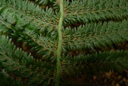 Image of Common Crape Fern