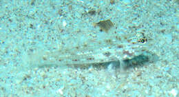 Fusigobius melacron (Randall 2001) resmi