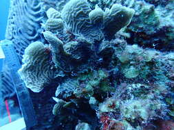 Image of Tube Coral