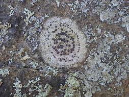 Image of crust porpidia lichen