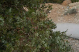 Image of Large-fruited Juniper