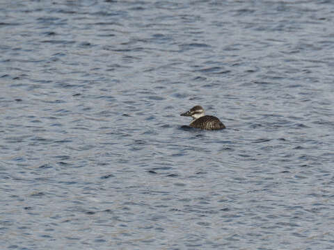 Image of Lake Duck