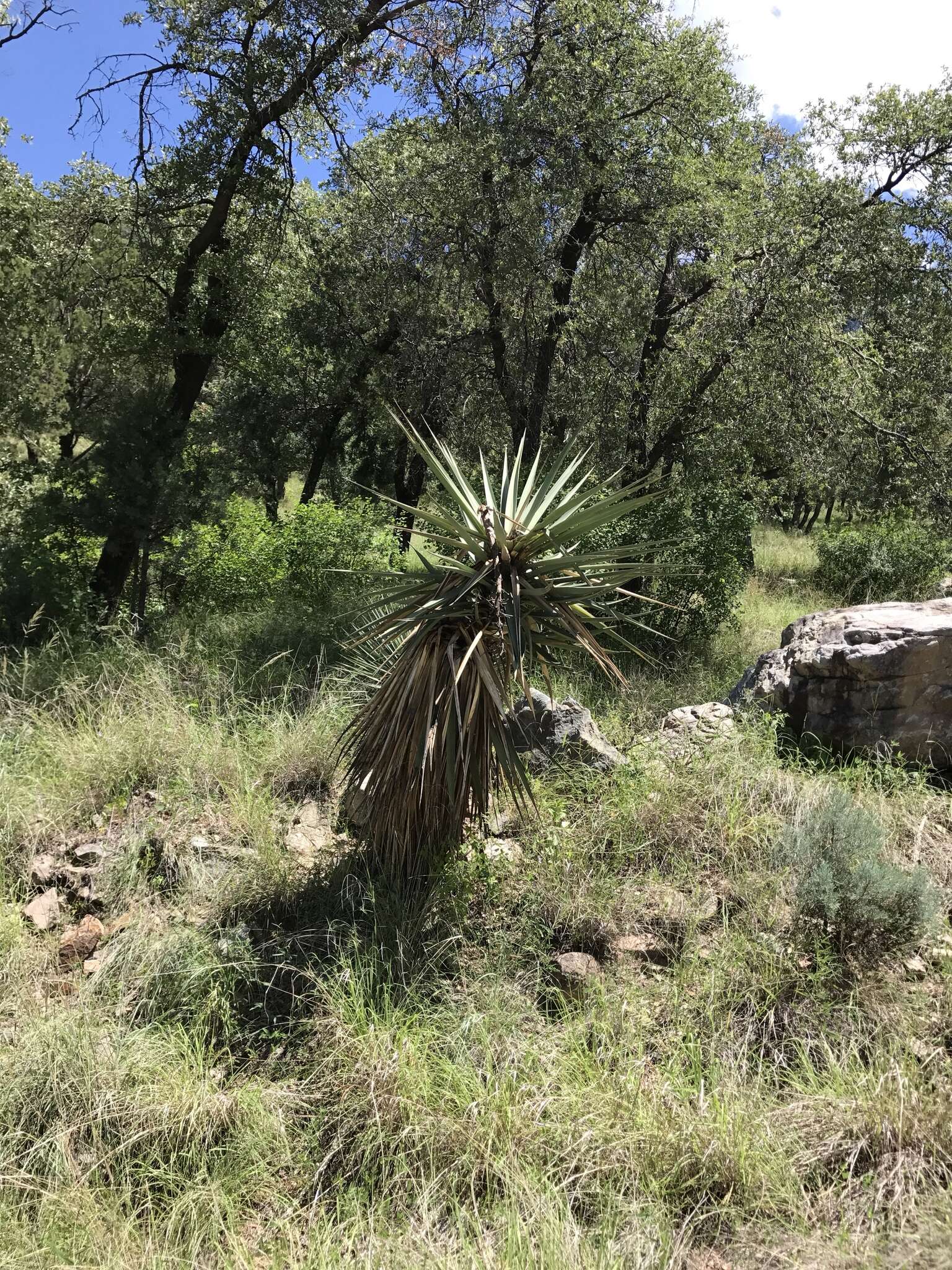 Image of Schott's yucca