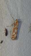 Image de Acrobasis porphyrella Duponchel 1836