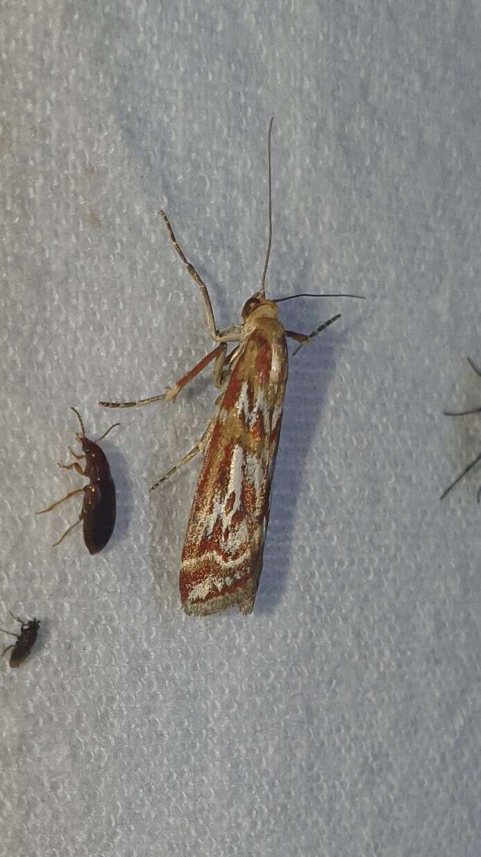 Image de Acrobasis porphyrella Duponchel 1836