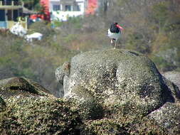 Image of American Oystercatcher