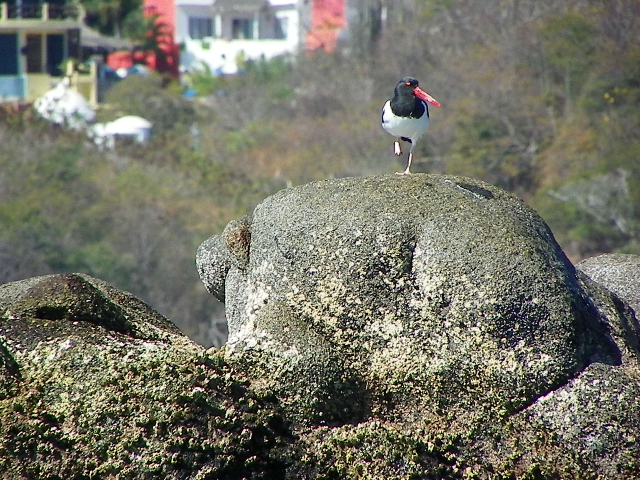 Image of American Oystercatcher