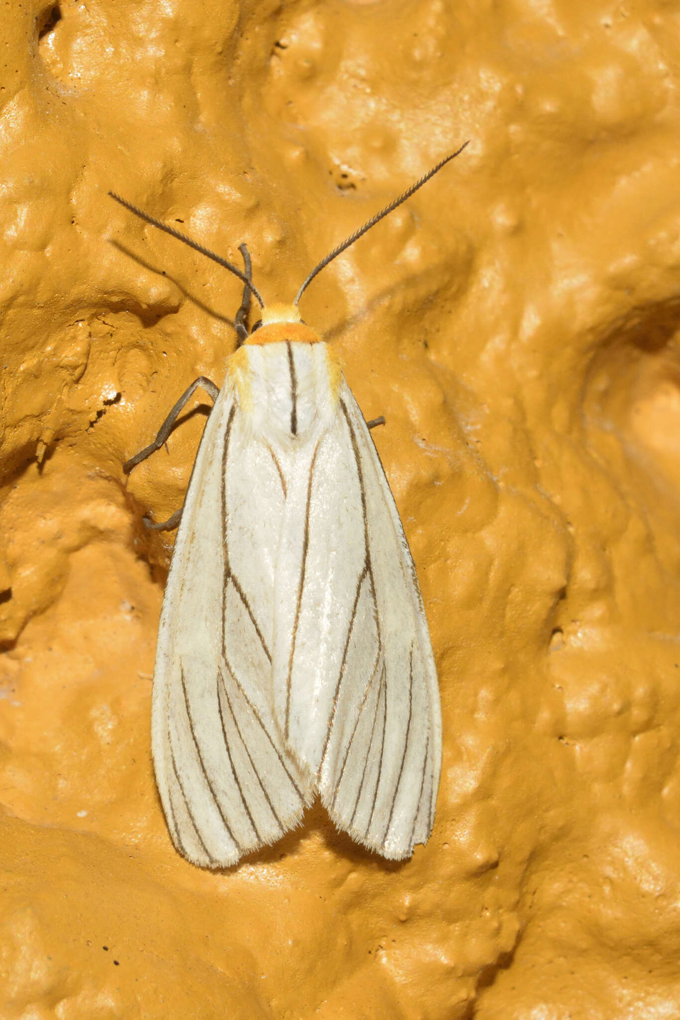 Image of Spilosoma pelopea Druce 1897