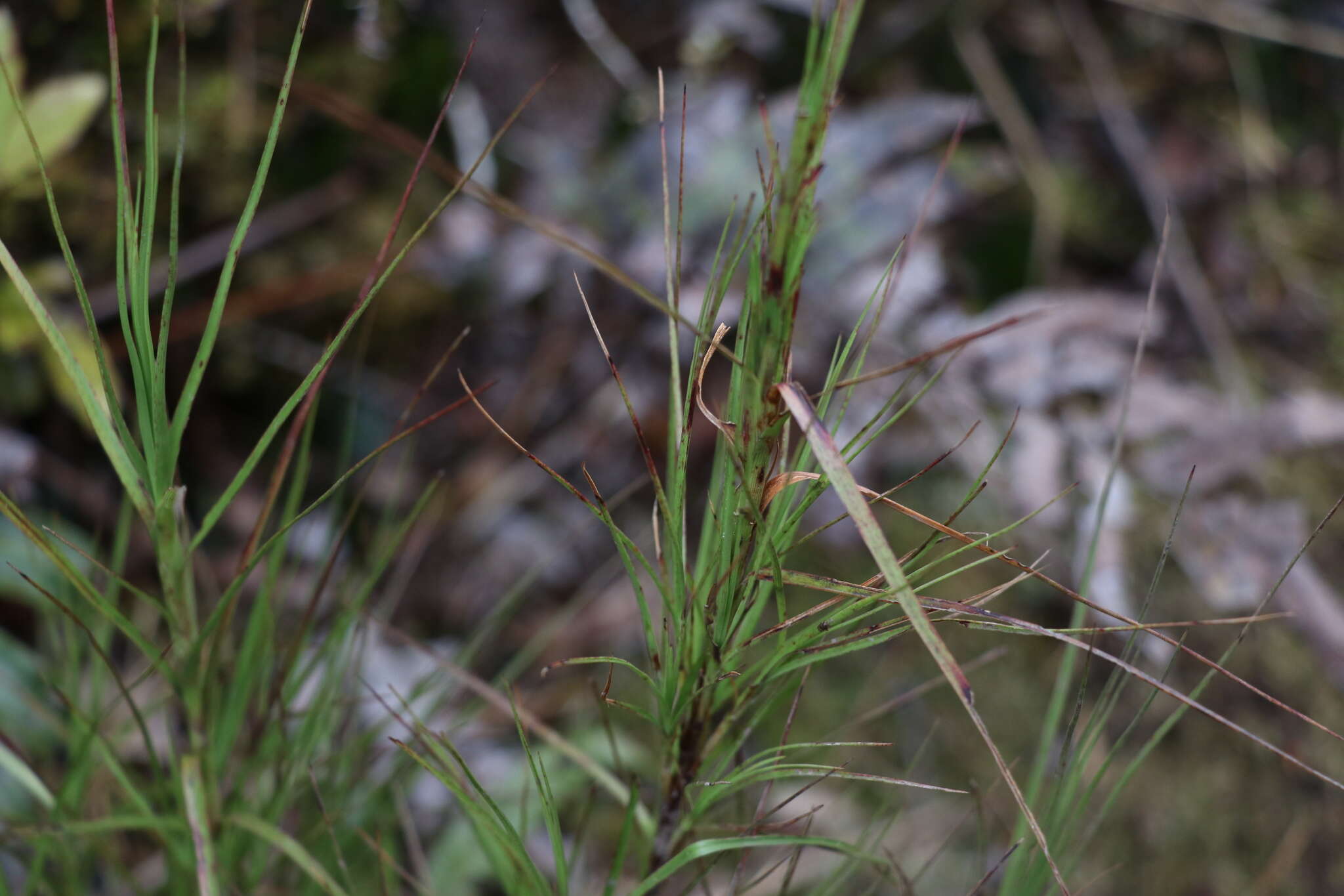 Image of Dracophyllum filifolium Hook. fil.