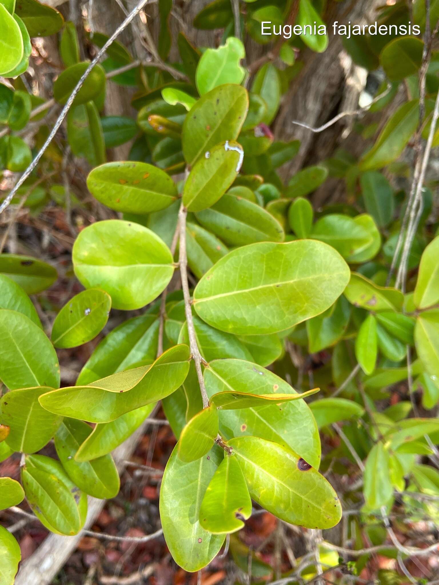 Image de bois d'Inde bâtard