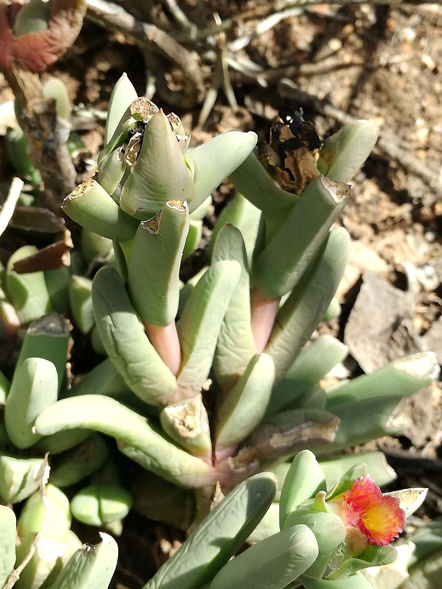 Imagem de Corpuscularia taylori (N. E. Br.) Schwant.