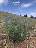 Image of White Mountain lupine