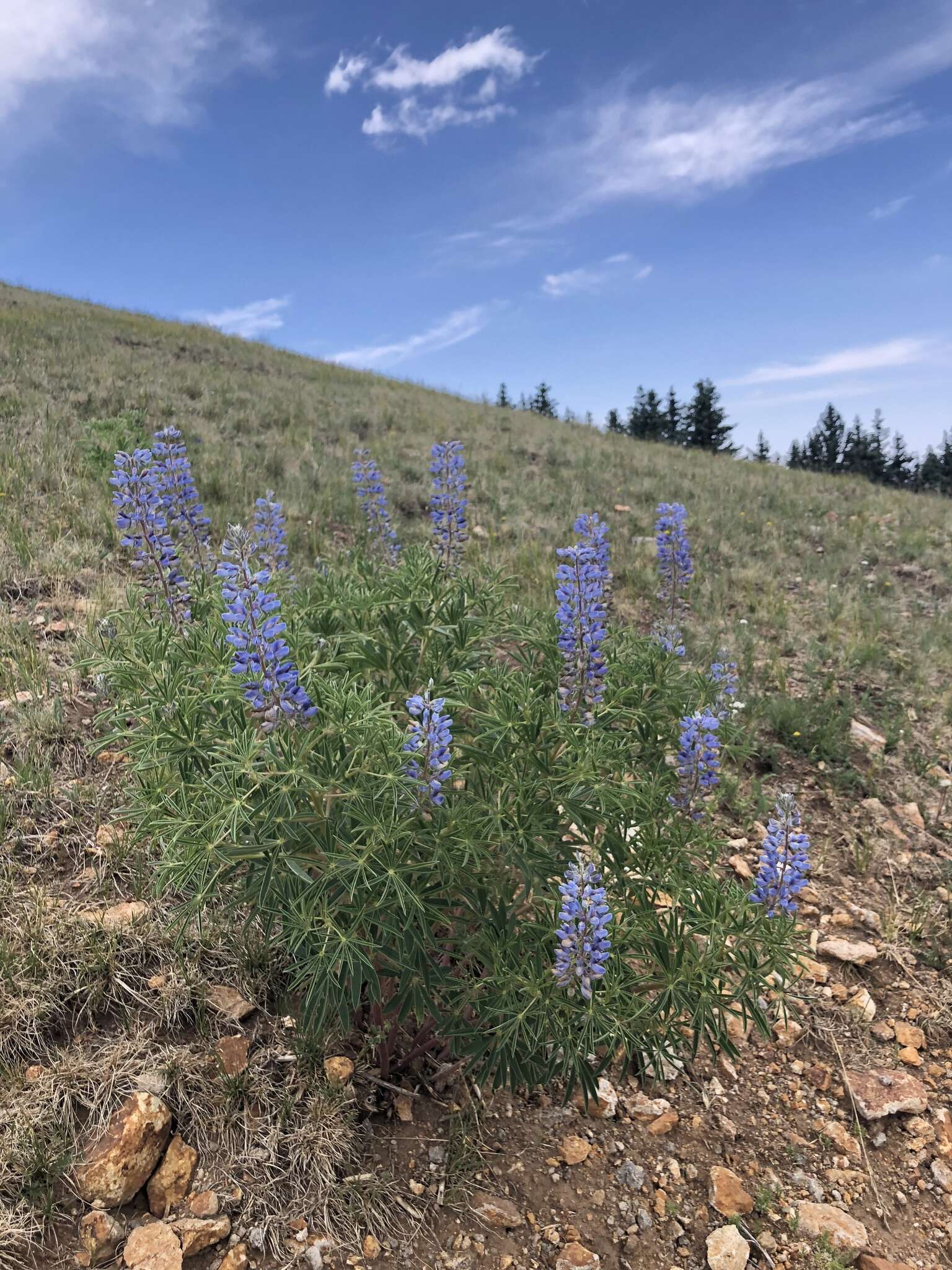 Image of White Mountain lupine