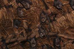 Image of Cape Long-eared Bat