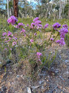 Image of Verticordia pennigera Endl.