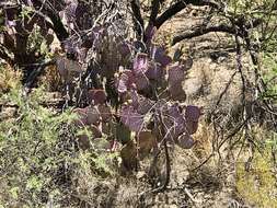 Sivun Opuntia santa-rita (Griffiths & Hare) Rose kuva