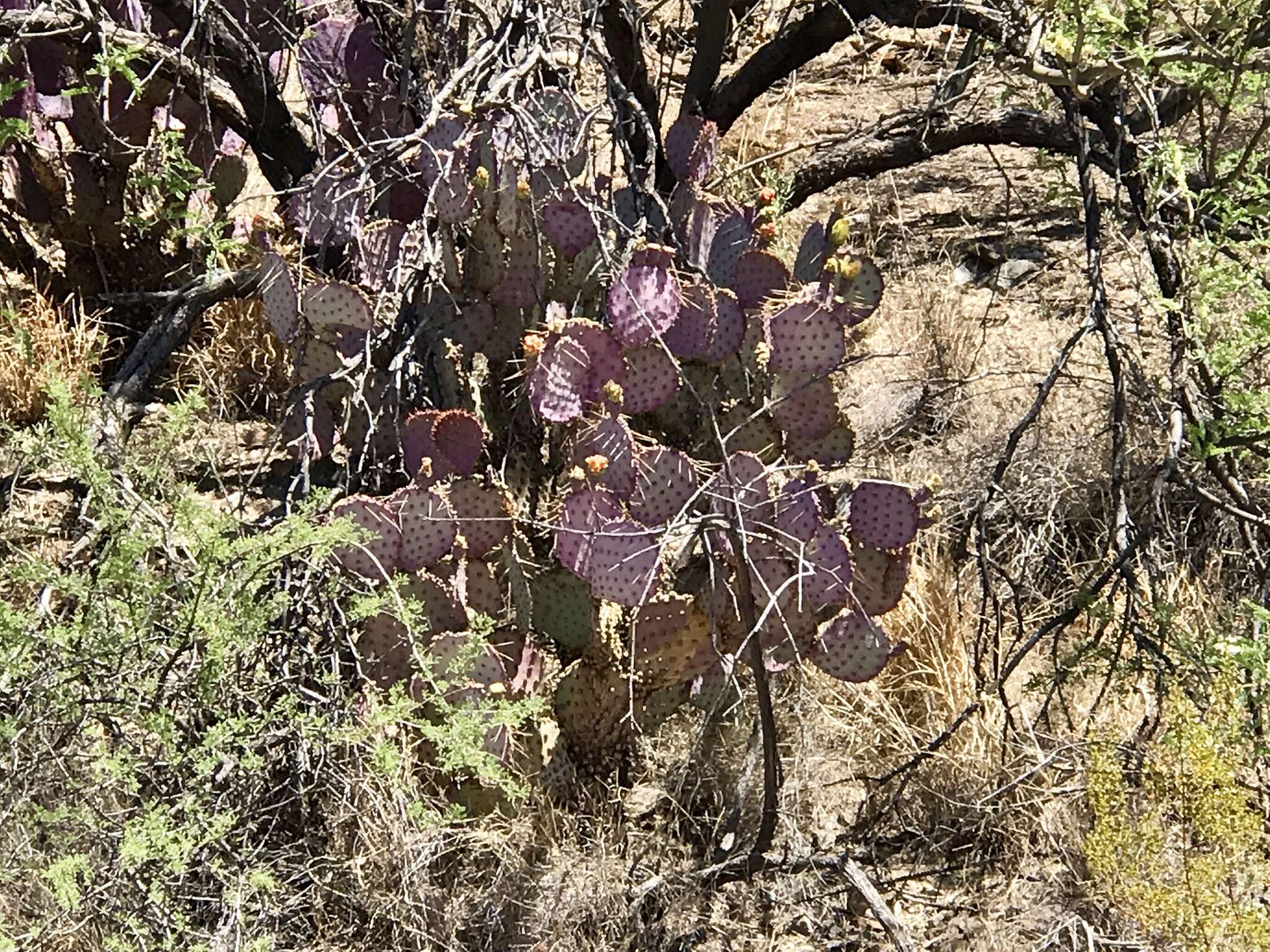 Sivun Opuntia santa-rita (Griffiths & Hare) Rose kuva