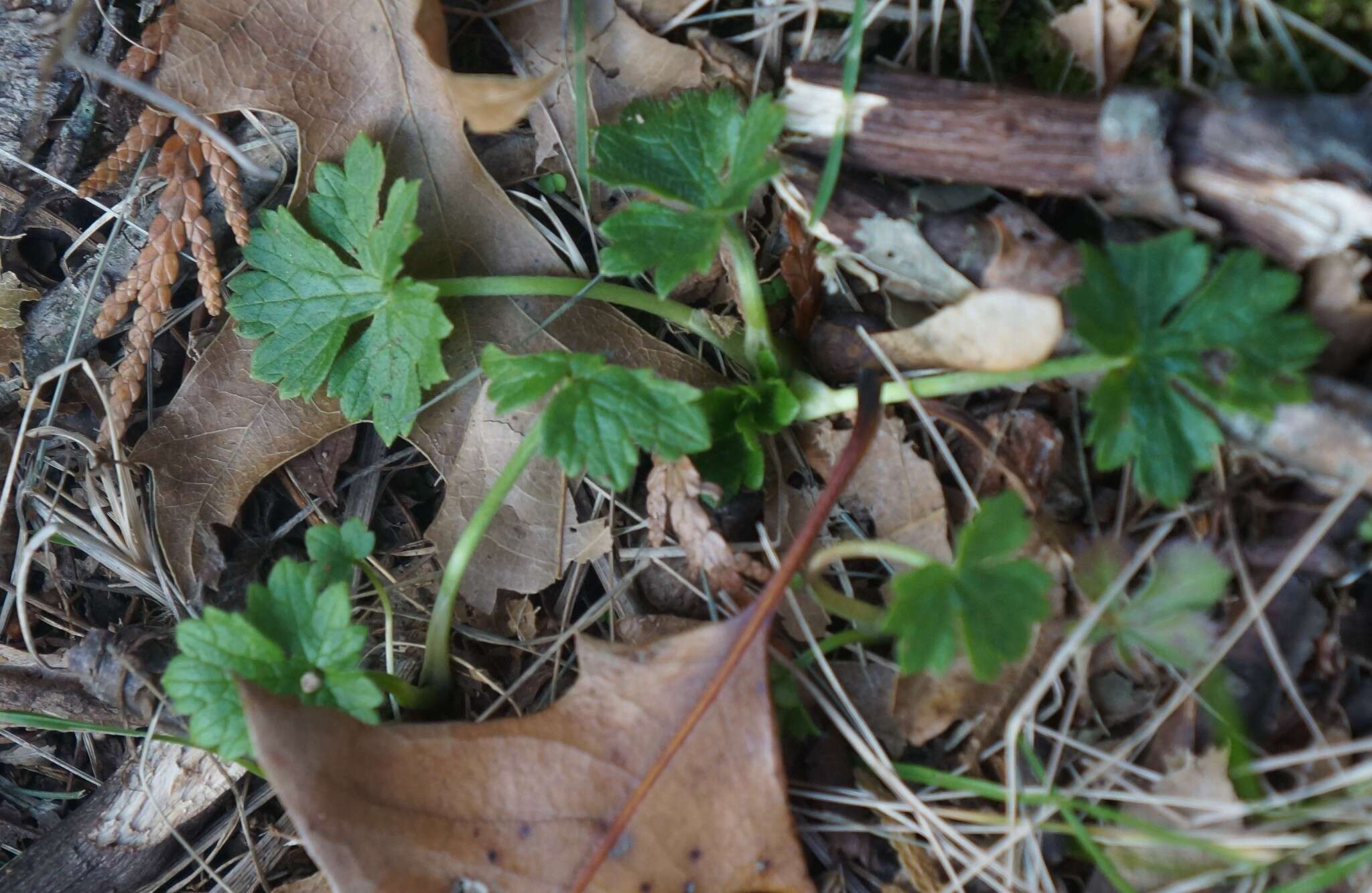 Ranunculus bulbosus L.的圖片