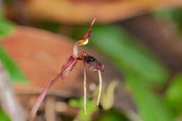 Image of Common wasp orchid