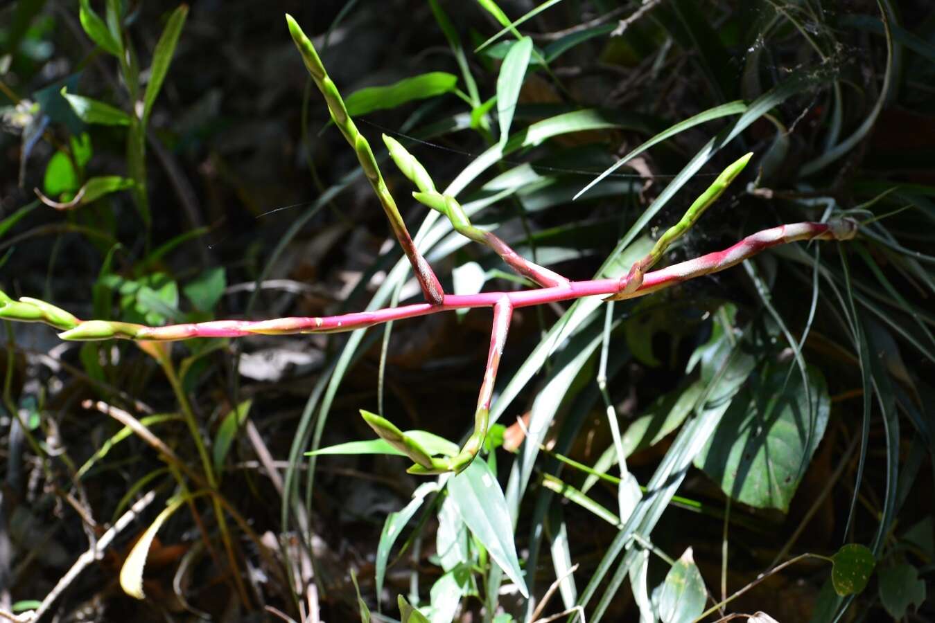 Image of Tillandsia elusiva Pinzón, I. Ramírez & Carnevali