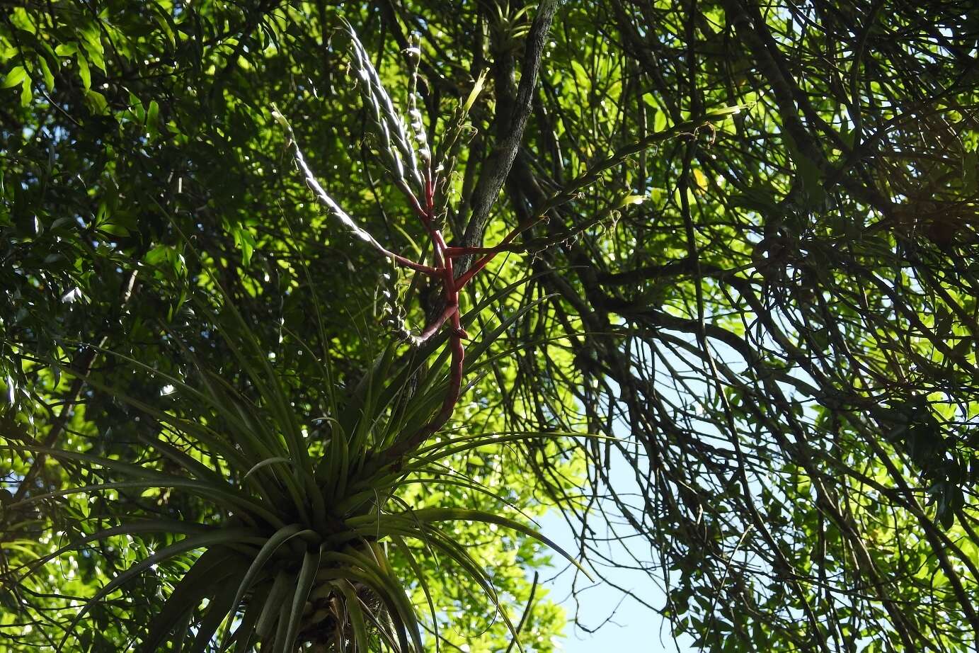 Image of Tillandsia elusiva Pinzón, I. Ramírez & Carnevali