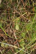 Imagem de Drosera hamiltonii C. R. P. Andrews