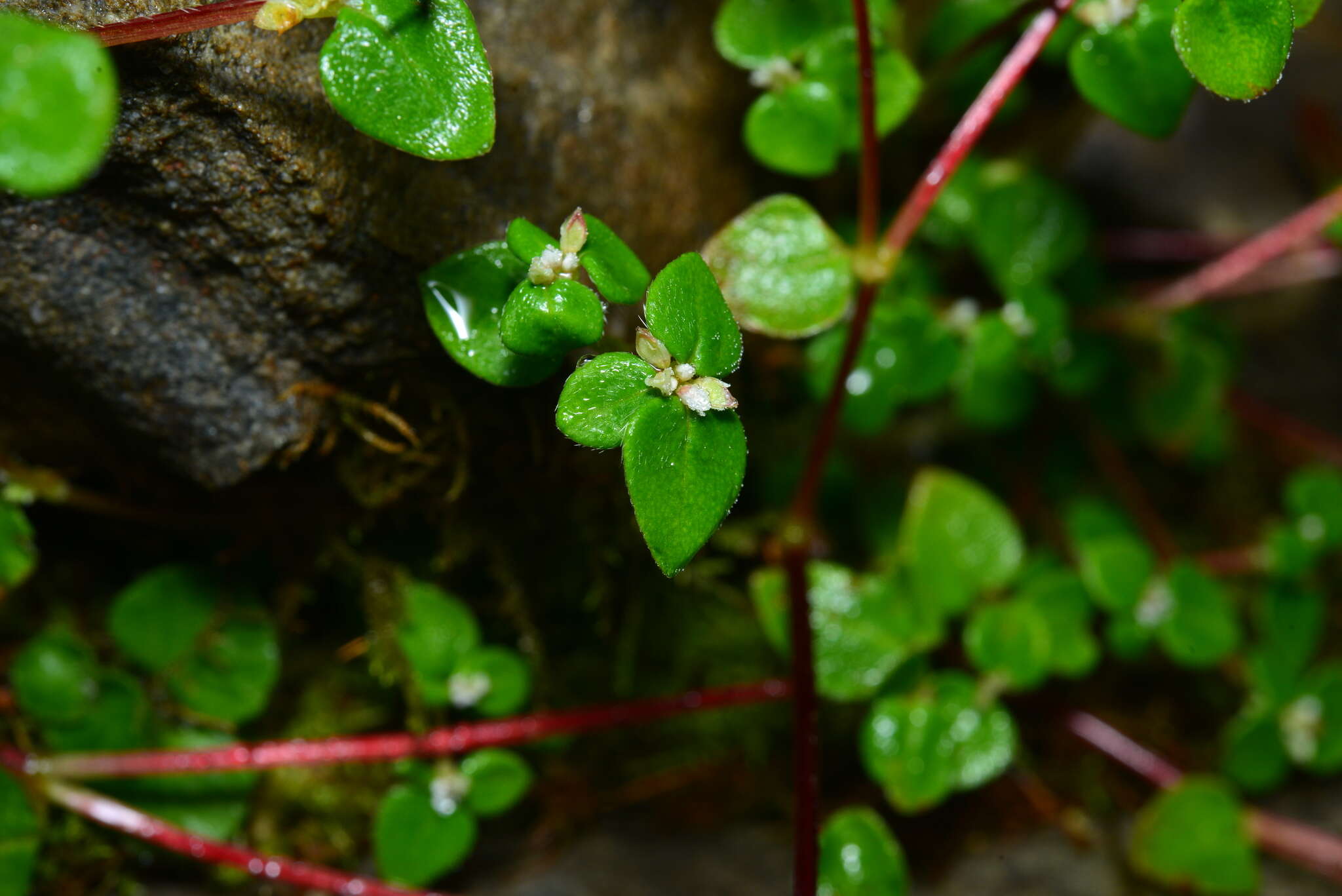 Image of Koenigia nepalensis D. Don